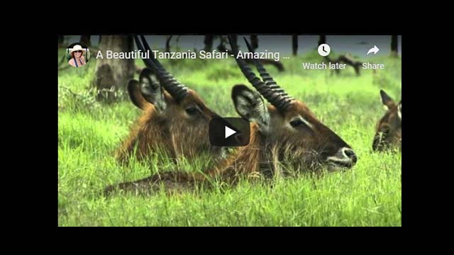 Tanzania Safari Video - Escarpment Luxury Lodge (Lake Manyara)