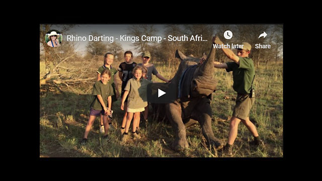 Rhino Darting - Kings Camp - South Africa