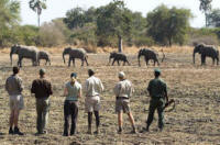 North Luangwa Walking Trails - Walking Safari in Zambia - www.photo-safaris.com  