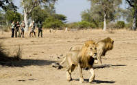 South Luangwa Walking Safaris - Walking Safari in Zambia - www.photo-safaris.com  
