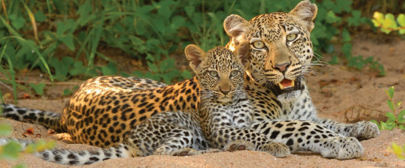 Kings Camp Leopards - www.africansafaris.travel