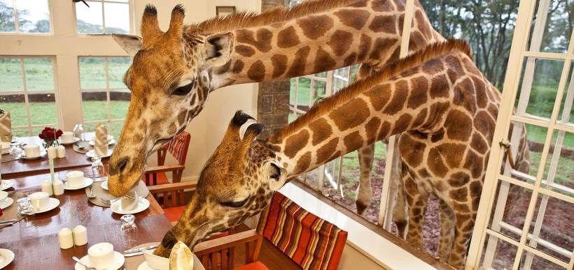 Giraffe Manor (Nairobi) - www.africansafaris.travel