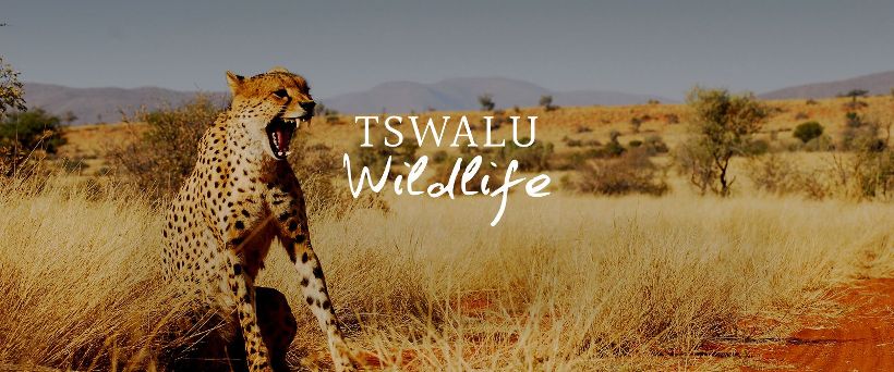 Tswalu Kalahari Reserve (Kalahari Desert, Northern Cape) South Africa - www.africansafaris.travel