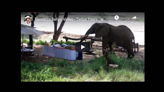 Tannzania Safari Video - Twiga Tours
