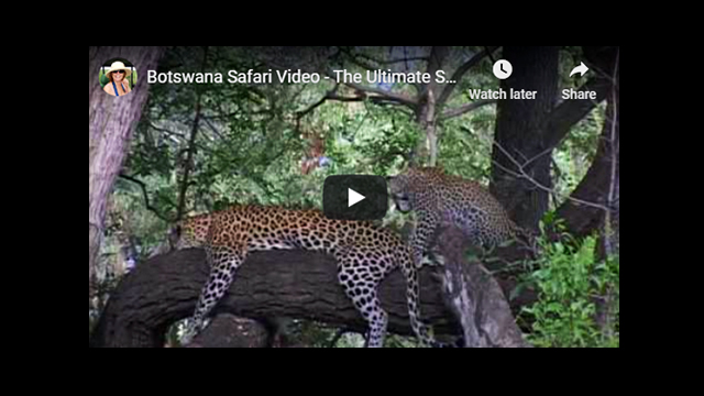 Botswana Safari Video - The Ultimate Safari Destination (Part 2)