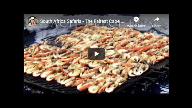 South Africa Safari Video - The Fairest Cape of All