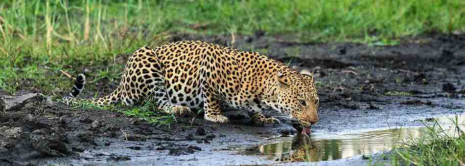 Leopard, Okavango Delta, Botswana. - www.photo-safaris.com