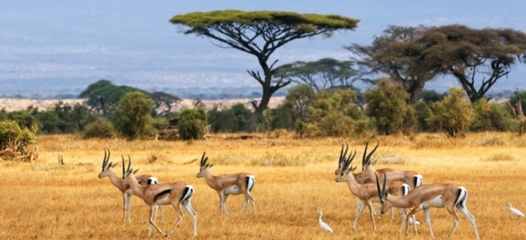 http://photo-safaris.com/safari_itineraries/customized_safaris/the_best_of_Kenya_safari.htm