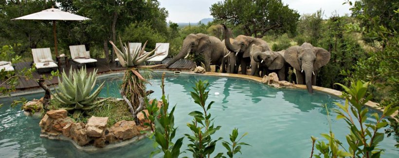 Impodimo Game Lodge (Madikwe Game Reserve) South Africa - www.photo-safaris.com