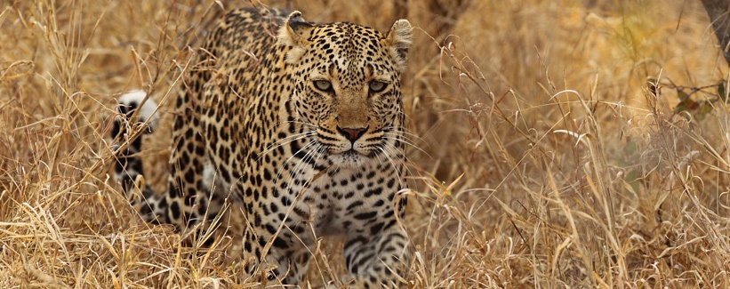 Royal Malewane Lodge (Timbavati Private Game Reserve) South Africa - www.africansafaris.travel