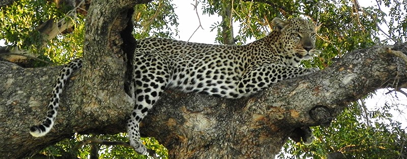 Leopard, Amani Camp (Klaserie Game Reserve) South Africa  - www.photo-safaris.com
