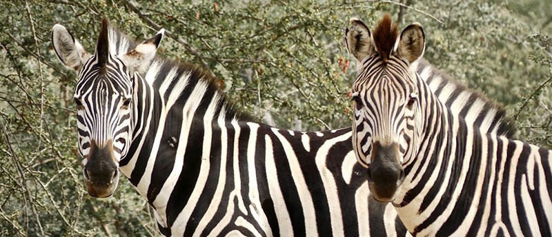 Zebra, Amani Camp (Klaserie Game Reserve) South Africa  - www.photo-safaris.com