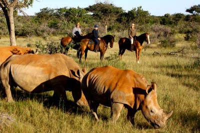 Rhinos at Ants Hill - www.photo-safaris.com