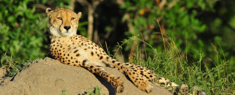Cheetah Plains - www.photo-safaris.com