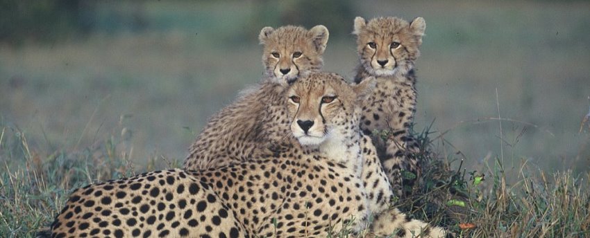 Dulini Lodge Cheetahs - www.photo-safaris.com