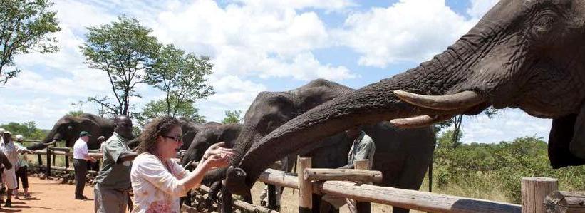 The Elephant Camp (Victoria Falls) Zimbabwe - www.photo-safaris.com