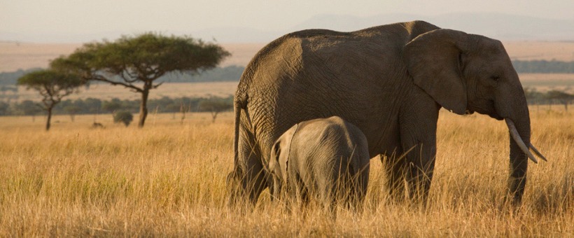Cheli's Premier Tented Safari - Kenya (10 Days) - www.photo-safaris.com