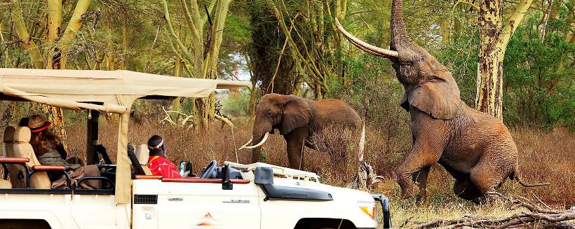 Finch Hatton's Camp (Tsavo West National Park) Kenya - www.photo-safaris.com