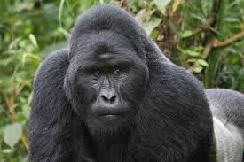 Undisturbed and Unspoilt Uganda - Gorilla Safaris in Africa - www.photo-safaris.com