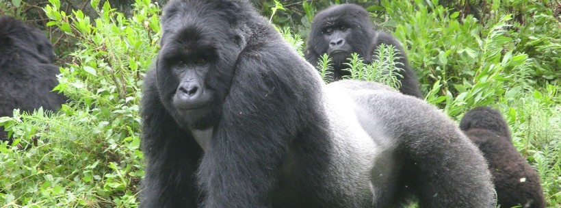 Gorillas through the Mist (4 Days) - www.photo-safaris.com