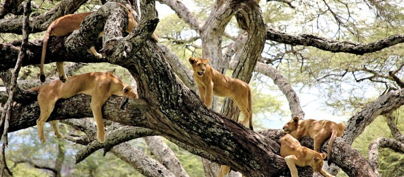 The Best of the North Safari -  Tanzania (8 Days) - www.photo-safaris.com