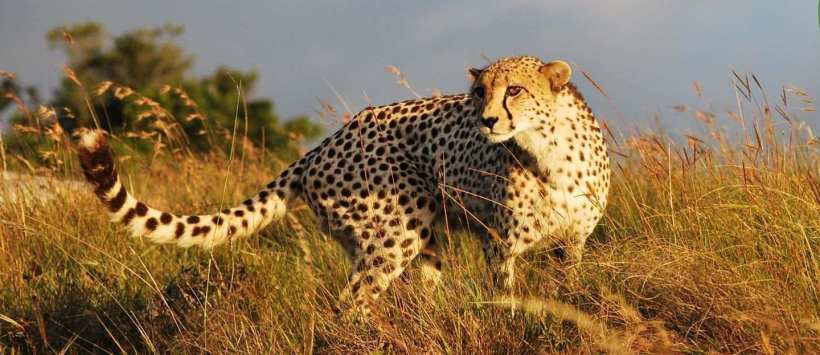 Lalibela Game Reserve (Eastern Cape) South Africa - www.photo-safaris.com