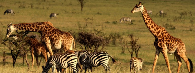 Mahali Mzuri Camp (Masai Mara) Kenya - www.photo-safaris.com