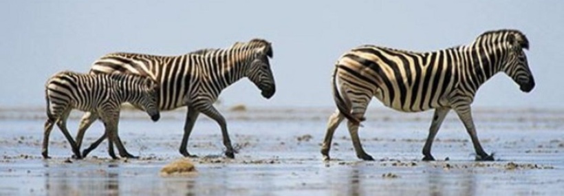 The Hidden Migration in Botswana Safari (7 Days) - www.photo-safaris.com