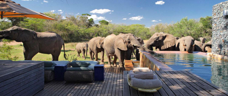 &Beyond Phinda Homestead (Phinda Private Reserve, KwaZulu, Natal) South Africa - www.africansafaris.travel