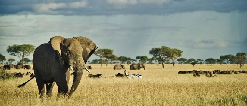 Serengeti Simba Camp (Serengeti National Park) Tanzania - www.photo-safaris.com