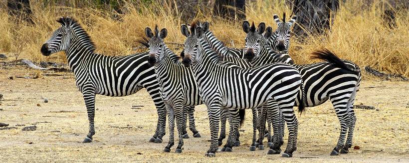 The Retreat Selous (Selous Game Reserve) Tanzania - www.photo-safaris.com